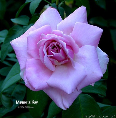 'Memorial Day ™' rose photo