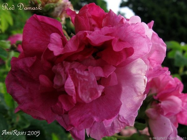 'Red Damask (syn. Officinalis)' rose photo