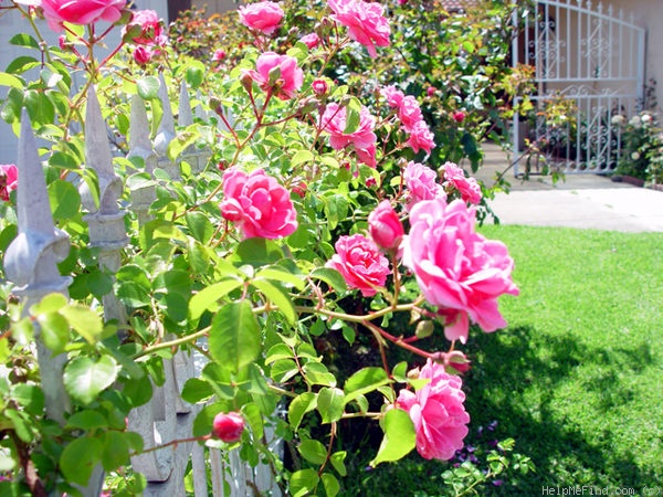 'Cotton Candy (rambler, Moore 1952)' rose photo