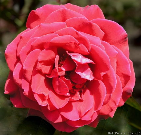 'Paola (HT, Tantau, 1982)' rose photo