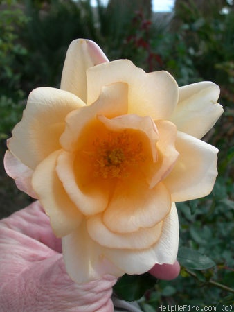 'Buttercream (china, Rippetoe, 2003)' rose photo