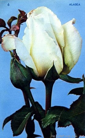 'Alaska (hybrid tea, Meilland, 1948)' rose photo