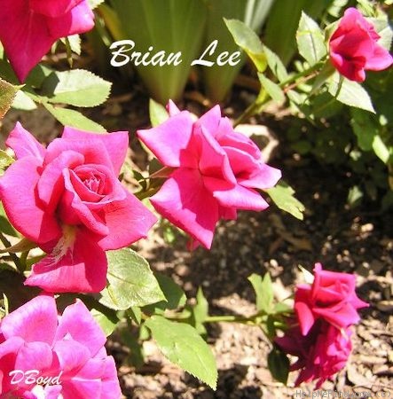 'Brian Lee ™' rose photo