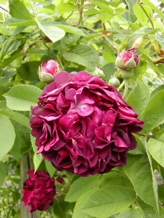 'La Négresse (damask, Vibert, 1842)' rose photo