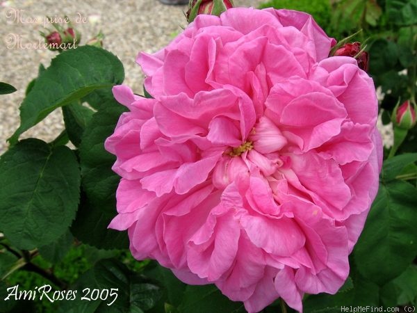 'Marquise de Mortemart' rose photo