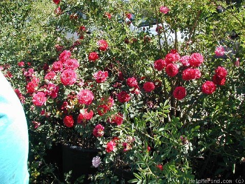 'Beulah Belle' rose photo