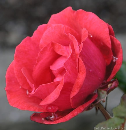 'Alec Rose' rose photo