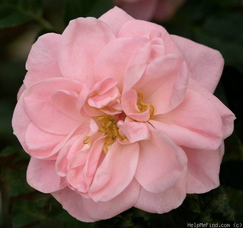 'Angel Eve' rose photo