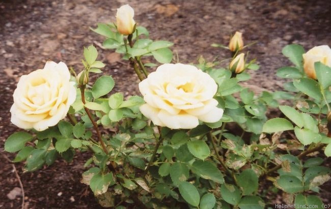 'J.P. Connell' rose photo