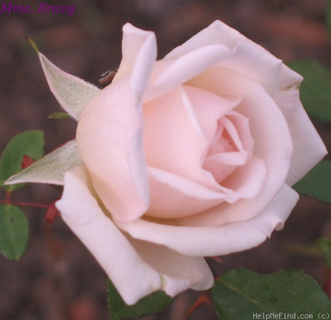 'Madame Bravy' rose photo