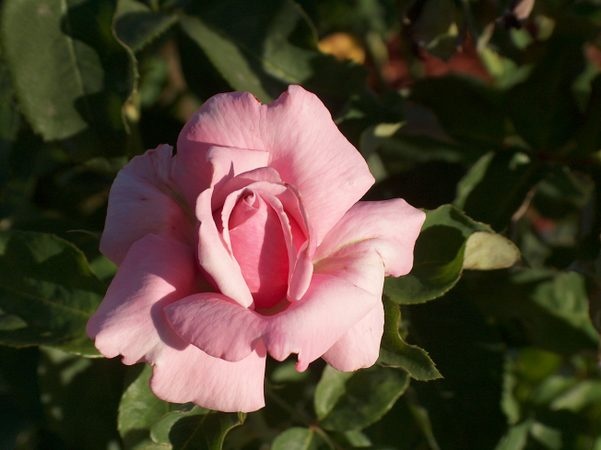 'Jamie's New & Old Rose Garden'  photo