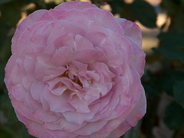 'Jamie's New & Old Rose Garden'  photo