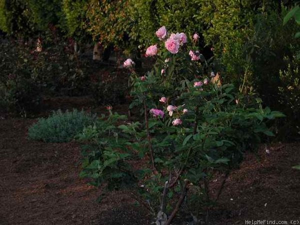 'Cornet' rose photo