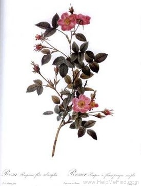 'Rose de Meaux' rose photo