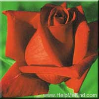 'Toro' rose photo