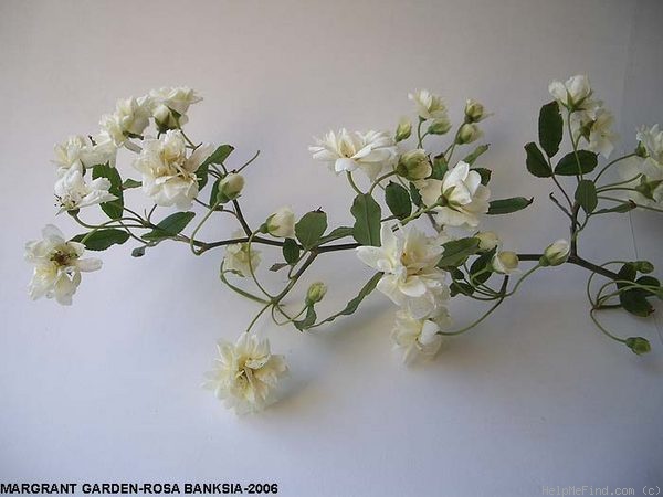 'R. banksiae alba' rose photo
