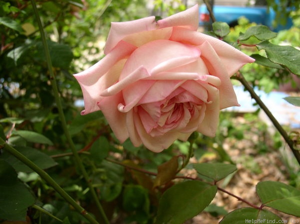 'Baronne Henriette de Snoy' rose photo