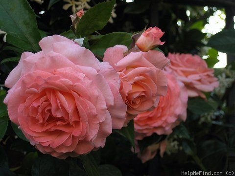 'Paul Shirville' rose photo