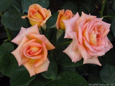 'Scent-sation' rose photo