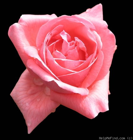 'Lady Seton' rose photo