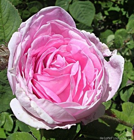 'Centifolia' rose photo