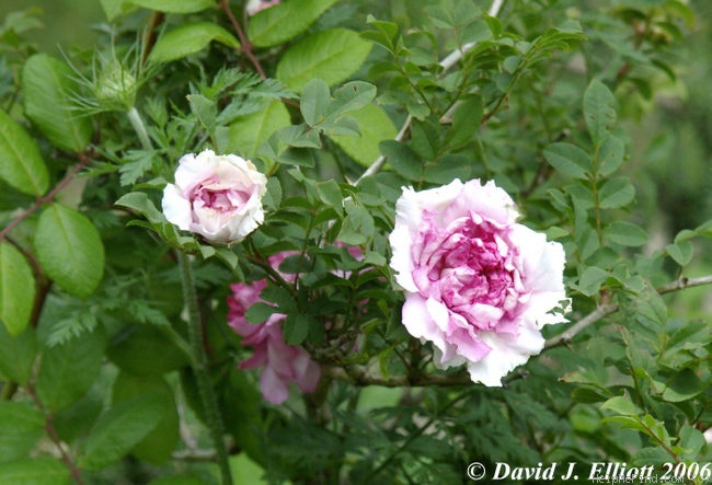 '<i>Rosa roxburghii</i> Tratt.' rose photo