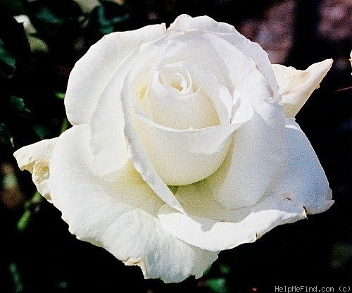 'White Butterfly' rose photo