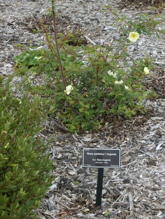 '<i>Rosa xanthina</i> f. <i>hugonis</i> (Hemsl.) A.V. Roberts' rose photo
