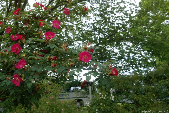 '<i>Rosa moyesii</i> 'Sealing Wax'' rose photo