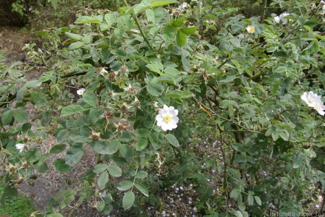 'R. tomentosa' rose photo