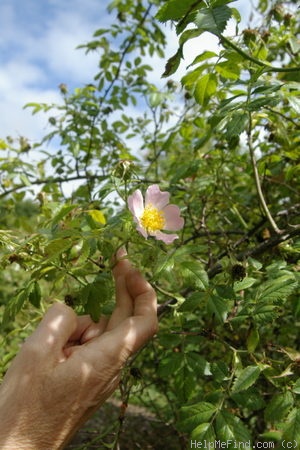 '<i>Rosa corymbifera</i> Borkh.' rose photo