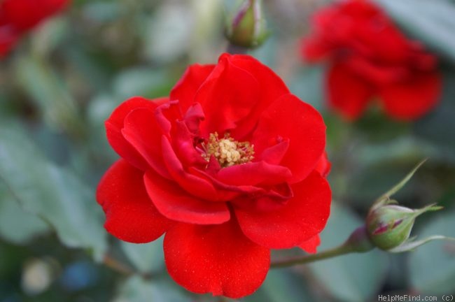 'Showbiz' rose photo
