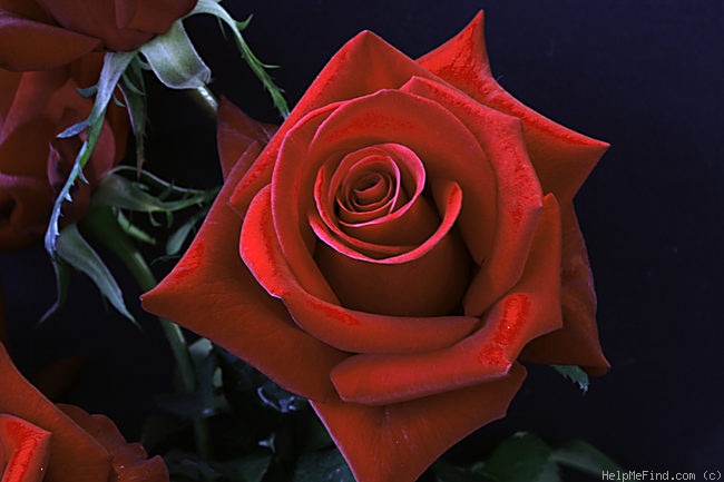 'Kardinal 85 ™ (hybrid tea, Kordes 1985)' rose photo