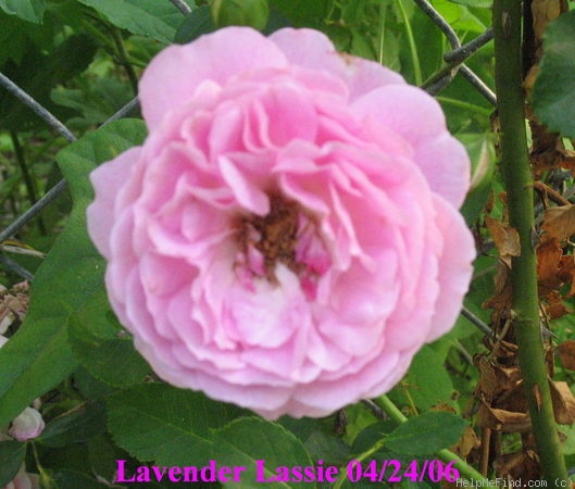 'Lavender Lassie (Hybrid Musk, Kordes, 1960)' rose photo