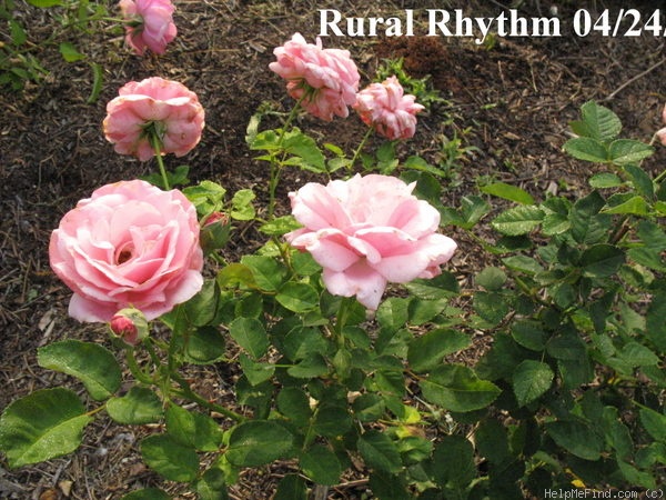 'Rural Rhythm' rose photo