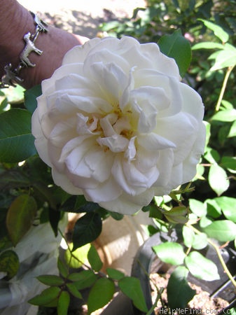 'Mademoiselle de Sombreuil' rose photo