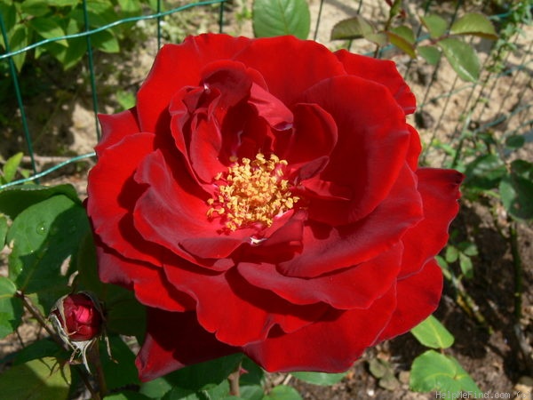 'Tatjana ® (hybrid tea, Kordes, 1970)' rose photo