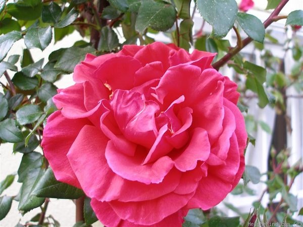 'Soraya ®' rose photo