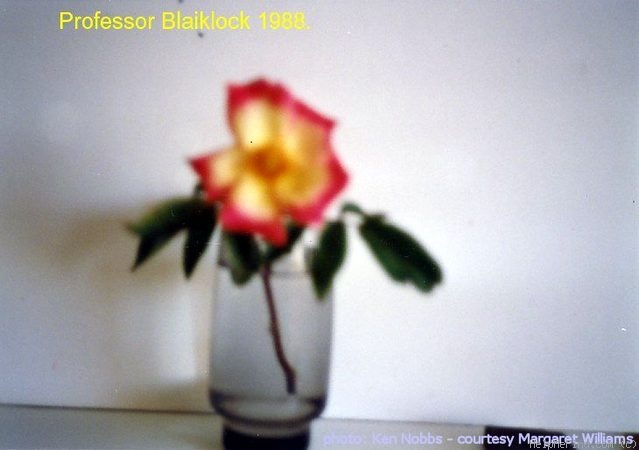 'Professor E. M. Blacklock' rose photo