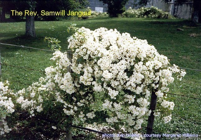 'Rev'd Samwill Janguul' rose photo