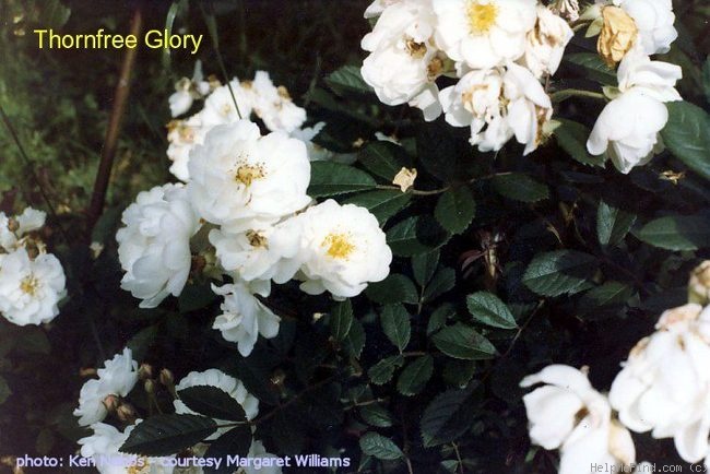 'Thornfree glory' rose photo