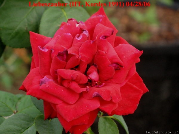 'Liebeszauber ™ (hybrid tea, Kordes 1991)' rose photo