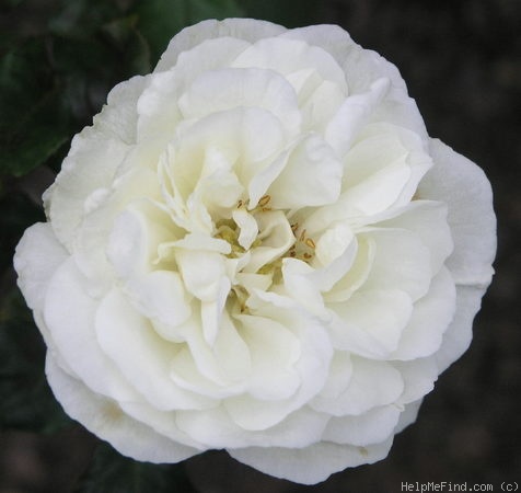 'The Wedding Rose (floribunda, Gear, 1998)' rose photo