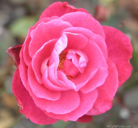 'Beatrice (floribunda, McGredy, 1961)' rose photo