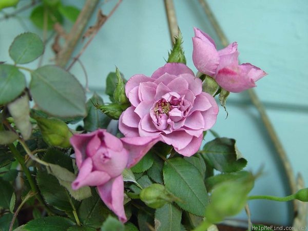 'Andrea Parade' rose photo