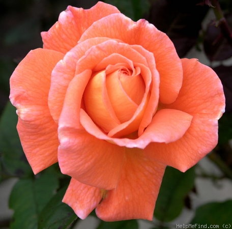 'Janina ®' Rose