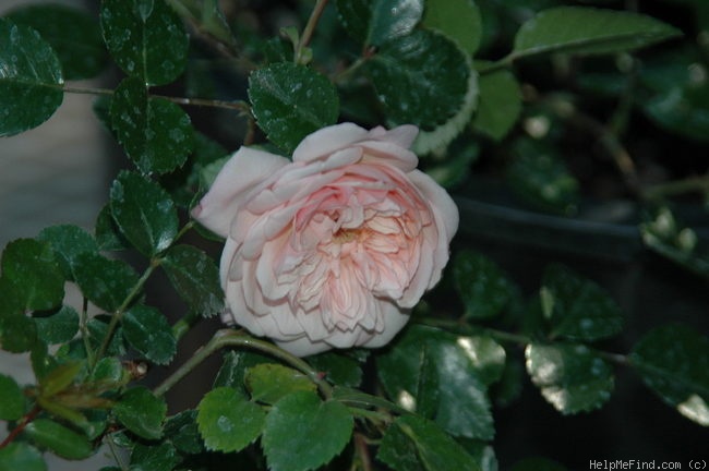 'Brownlow Hill Rambler' rose photo