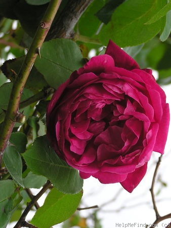 'Climbing Wootton' rose photo