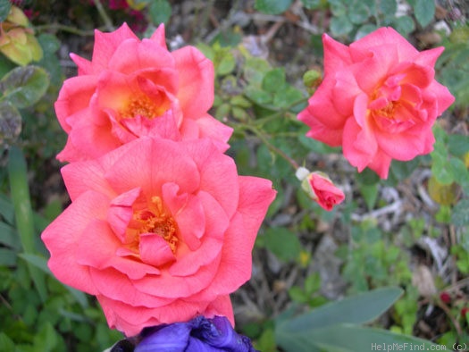 'Jiminy Cricket' rose photo