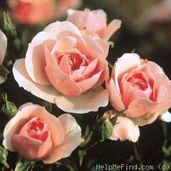 'Bonica ® (shrub, Meilland, 1975)' rose photo